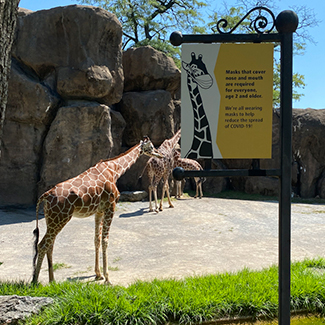 Jirafa en el zoológico de Philadelphia