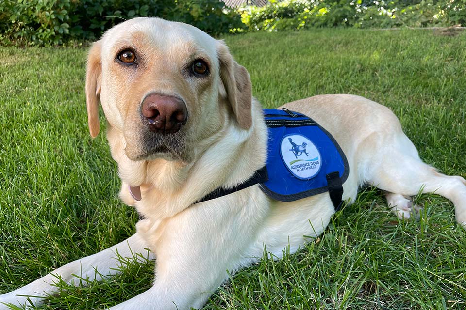 therapy dog, Ginny